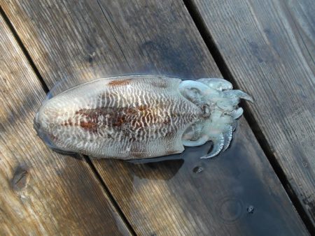 こかわ渡船　雅丸 釣果