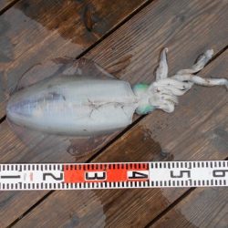 こかわ渡船　雅丸 釣果