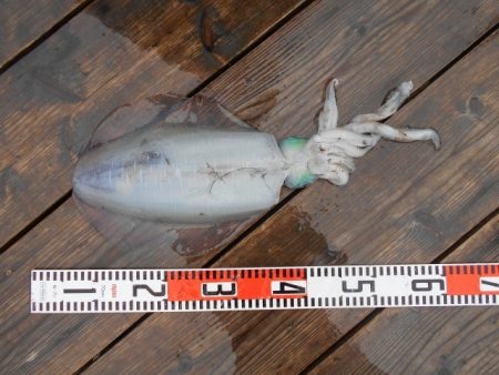 こかわ渡船　雅丸 釣果