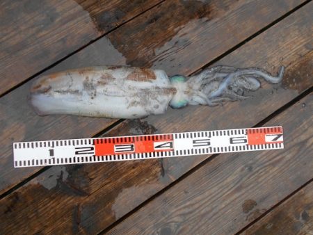 こかわ渡船　雅丸 釣果