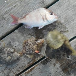 こかわ渡船　雅丸 釣果