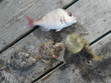 こかわ渡船　雅丸 釣果