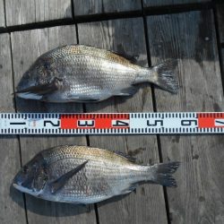 こかわ渡船　雅丸 釣果