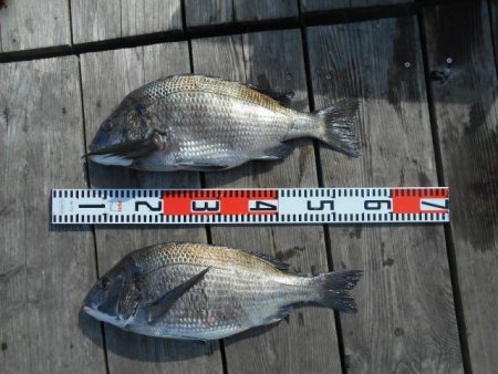 こかわ渡船　雅丸 釣果