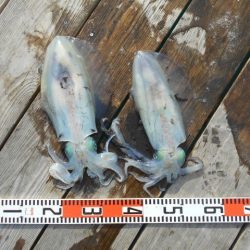 こかわ渡船　雅丸 釣果