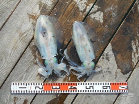 こかわ渡船　雅丸 釣果