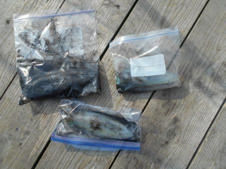 こかわ渡船　雅丸 釣果