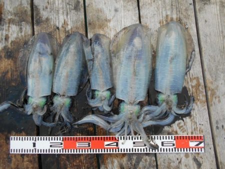 こかわ渡船　雅丸 釣果