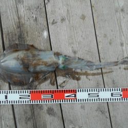 こかわ渡船　雅丸 釣果