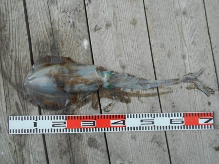 こかわ渡船　雅丸 釣果