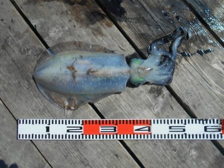 こかわ渡船 雅丸 釣果