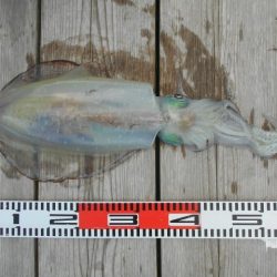 こかわ渡船 雅丸 釣果