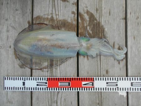 こかわ渡船　雅丸 釣果