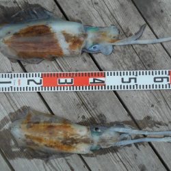 こかわ渡船　雅丸 釣果