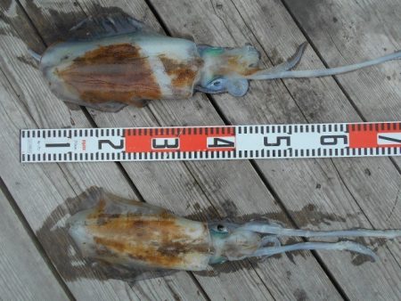 こかわ渡船　雅丸 釣果