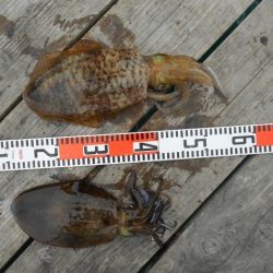 こかわ渡船　雅丸 釣果