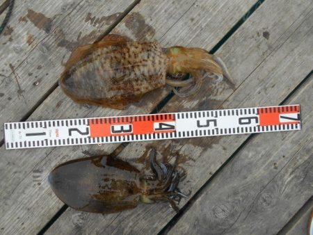 こかわ渡船　雅丸 釣果