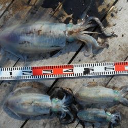 こかわ渡船　雅丸 釣果