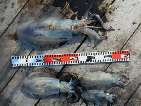 こかわ渡船　雅丸 釣果