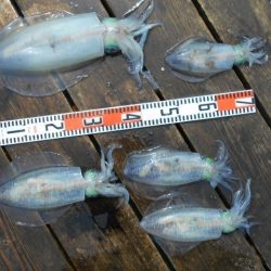 こかわ渡船　雅丸 釣果