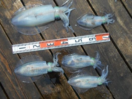 こかわ渡船　雅丸 釣果