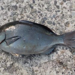 千鳥丸 釣果