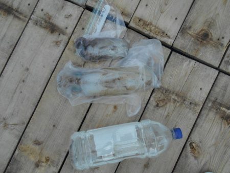 こかわ渡船　雅丸 釣果