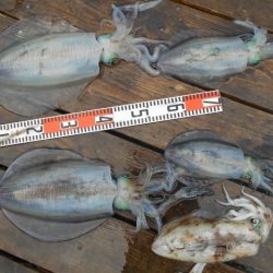 こかわ渡船　雅丸 釣果