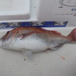 フィッシングボート空風(そらかぜ) 釣果