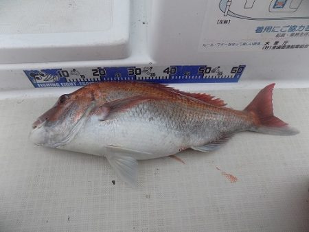 フィッシングボート空風(そらかぜ) 釣果