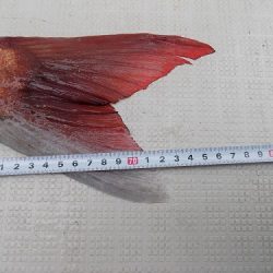 フィッシングボート空風(そらかぜ) 釣果