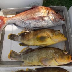 フィッシングボート空風（そらかぜ） 釣果