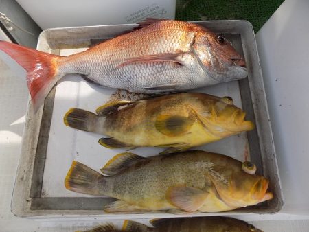 フィッシングボート空風（そらかぜ） 釣果