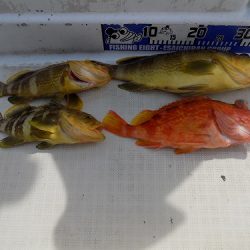 フィッシングボート空風（そらかぜ） 釣果