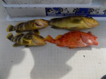 フィッシングボート空風（そらかぜ） 釣果