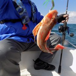 フィッシングボート空風(そらかぜ) 釣果