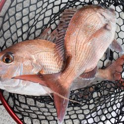 Fisherman Dreams DI 釣果