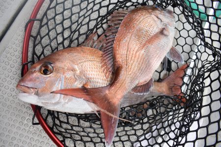 Fisherman Dreams DI 釣果