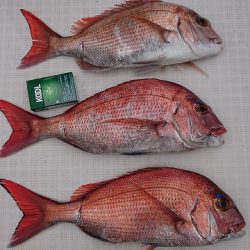 フィッシングボートACE(エース) 釣果