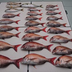 フィッシングボートACE(エース) 釣果