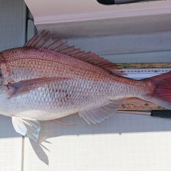 フィッシングボートACE(エース) 釣果