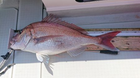 フィッシングボートACE(エース) 釣果