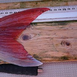 フィッシングボートACE(エース) 釣果