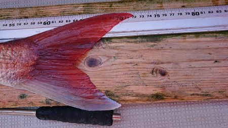 フィッシングボートACE(エース) 釣果