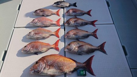 フィッシングボートACE（エース） 釣果