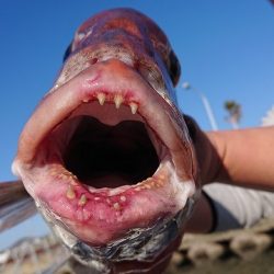 フィッシングボートACE(エース) 釣果