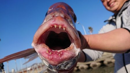 フィッシングボートACE(エース) 釣果