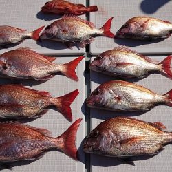 フィッシングボートACE(エース) 釣果