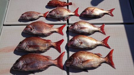 フィッシングボートACE（エース） 釣果