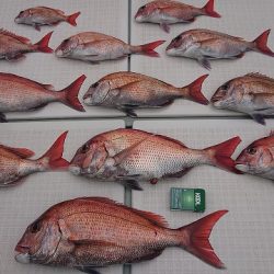 フィッシングボートACE(エース) 釣果